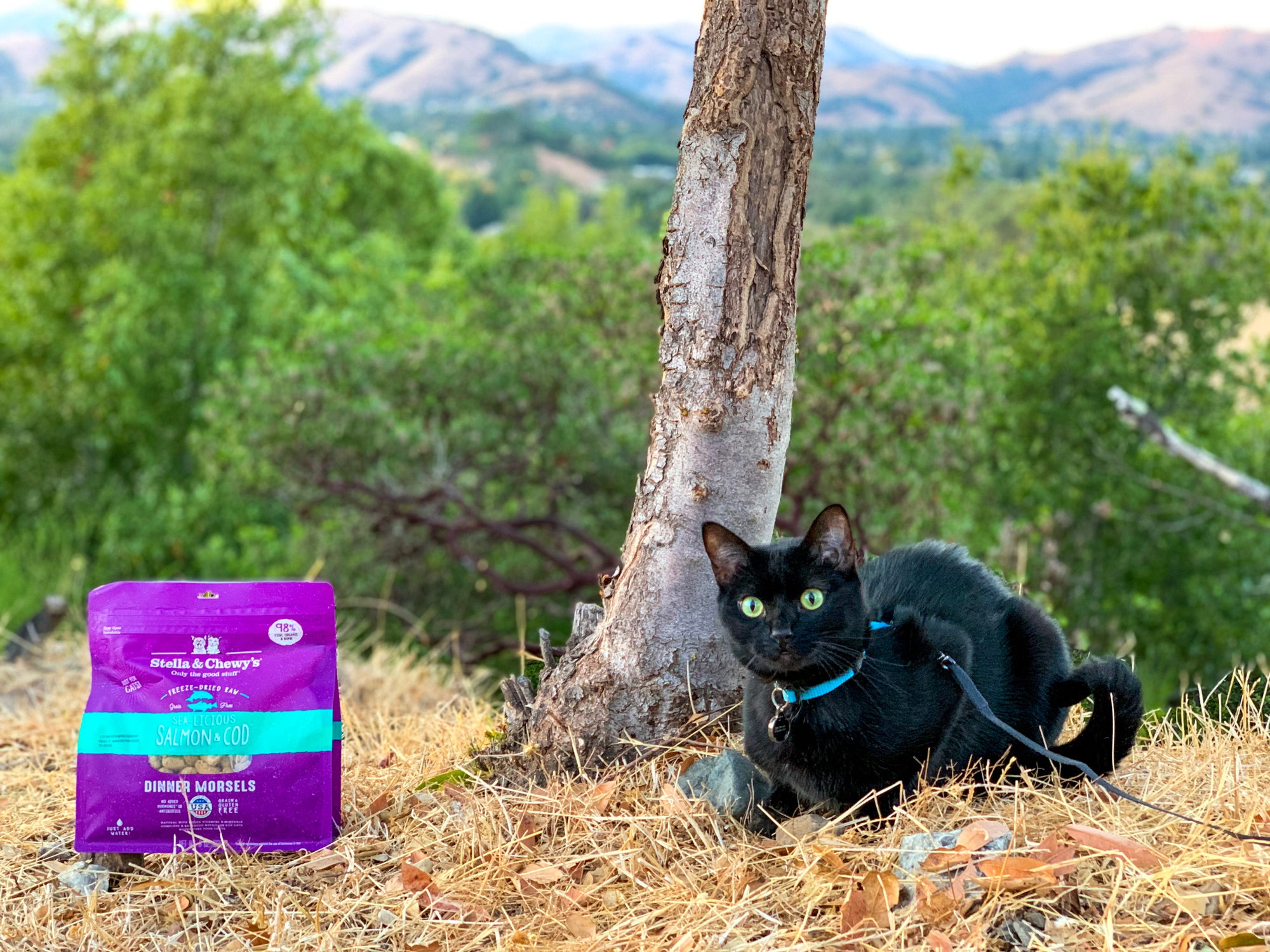 Sea-Licious Salmon & Cod Freeze-Dried Raw Dinner Morsels for Cats